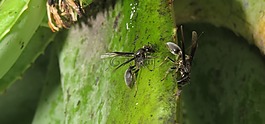 昆蟲,黃蜂覓食,bug