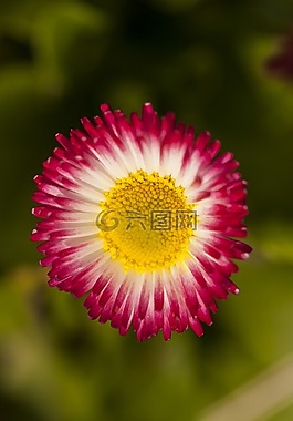 花卉,植物,鮮花