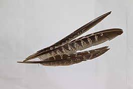 羽毛,鳥,動(dòng)物