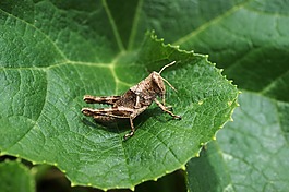 昆蟲(chóng),thebaid,金迪奧