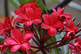 花,植物區(qū)系,紅色