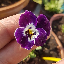 紫羅蘭色,花卉,世界