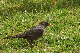 鳥,性質(zhì),動(dòng)物