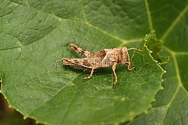 昆蟲(chóng),thebaid,金迪奧