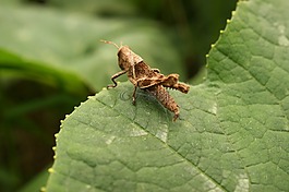 昆蟲(chóng),thebaid,金迪奧