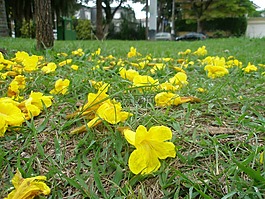性質(zhì),鮮花,花園