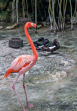 火烈鳥,鳥,粉紅色
