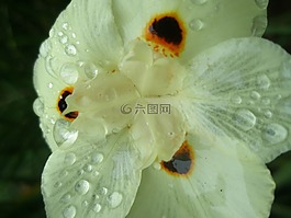 花卉,草,性質(zhì)