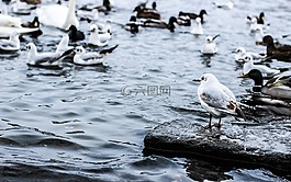 鳥類,海鷗,河