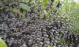 滴,雨滴,綠色