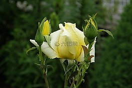 黄玫瑰,于,丰花