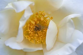 白,黃色,花