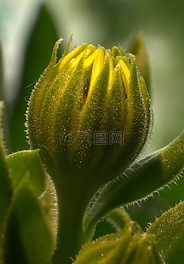 花,花卉,宏