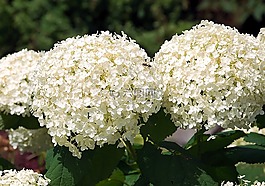 八仙花,開(kāi)花,繡球花