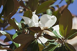 白,綠色,花