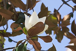 花,白,綠色