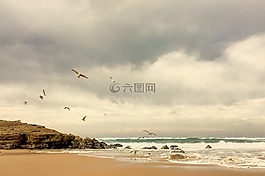 海邊,海濱,海鷗