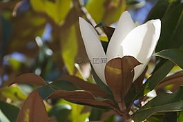 花,綠色,白