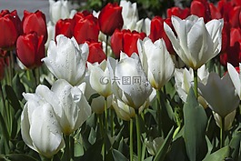 鮮花,白,紅色