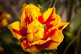 花,性質(zhì),廠