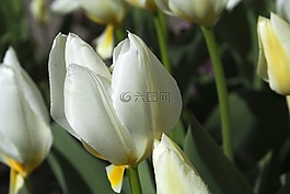白,花,性質(zhì)