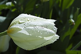 白,花,性質(zhì)
