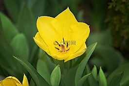 花,郁金香,廠