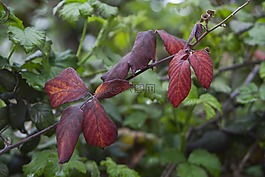 葉,性質(zhì),紅色