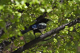 鳥,動物,性質(zhì)