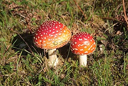 飛木耳,秋季,有毒