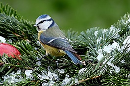 山雀,蓝雀,cyanistes 翅鸢