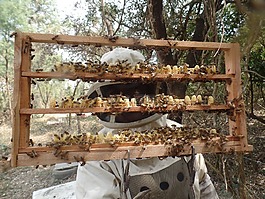 皇后区,蜜蜂,蜂蜜