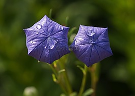 花,桔梗,mariesii