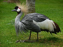 鳥,起重機,性質
