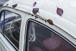 葉子,車,葉