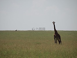 肯尼亞,長頸鹿,野生動物