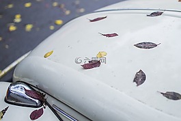 葉子,車,葉