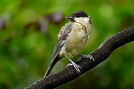 動(dòng)物,鳥,山雀