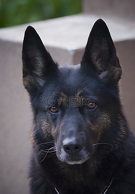 德國牧羊犬,狗,寵物