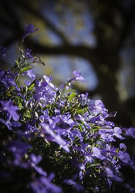 鮮花,紫,花園