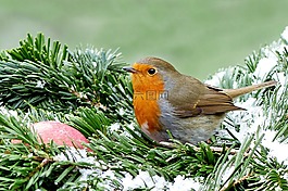 罗宾,erithacus rubecula,鸟