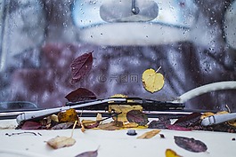 葉子,車,葉