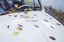 葉子,車,葉