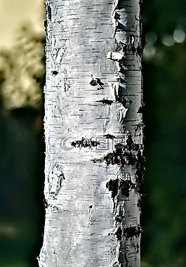 樺木,行李箱,樹(shù)