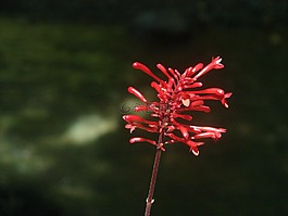 野生花卉,熱帶,鮮花