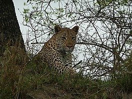 豹,londolozi,南非