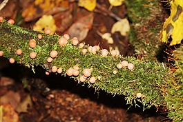 蘑菇,性質(zhì),秋季