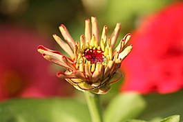 花卉,宏,黃色