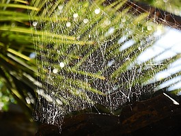 蜘蛛網(wǎng),廠,露珠