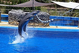 海豚,水,動物園
